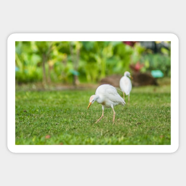 Cattle Egret 2 + 2 Sticker by KensLensDesigns